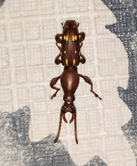 Baryrhynchus