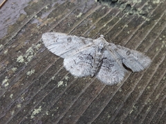 Iridopsis larvaria