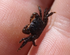Pachygrapsus crassipes