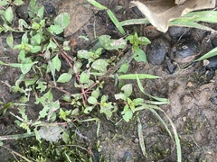 Ludwigia