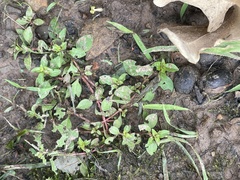 Ludwigia