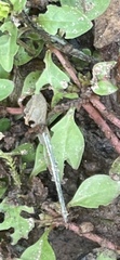 Ludwigia