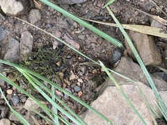 Hygroamblystegium tenax