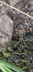 Hygroamblystegium tenax