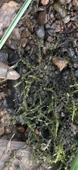 Hygroamblystegium tenax