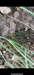 Hygroamblystegium tenax