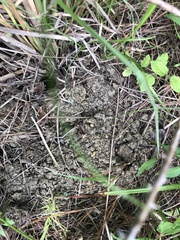 Procambarus barbiger