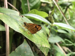 Ampittia virgata