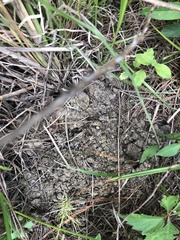 Procambarus barbiger