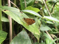Ampittia virgata