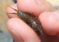 Ligia occidentalis