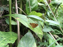 Ampittia virgata