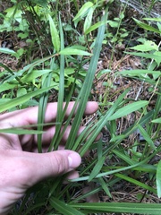 Liatris spicata spicata