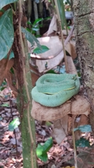 Bothrops bilineatus smaragdinus