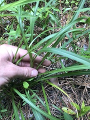 Liatris spicata spicata