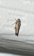 Xestocephalus tessellatus