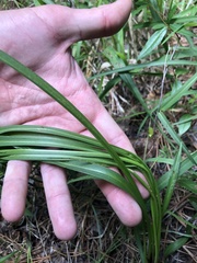 Liatris spicata spicata