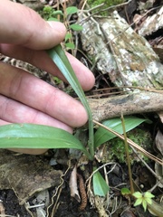 Spiranthes ovalis erostellata