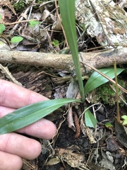 Spiranthes ovalis erostellata