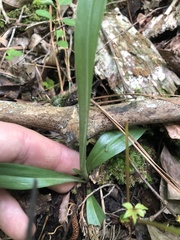 Spiranthes ovalis erostellata