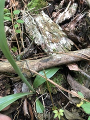 Spiranthes ovalis erostellata