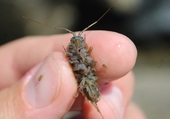Ligia occidentalis