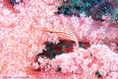 Oxycirrhites typus