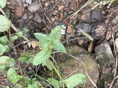 Veronica anagallis-aquatica