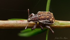 Iptergonus bifurcatus