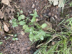 Veronica anagallis-aquatica