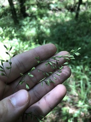 Festuca paradoxa