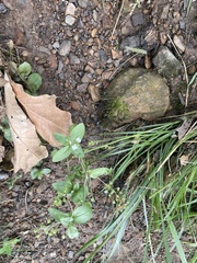 Veronica anagallis-aquatica