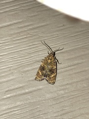 Olethreutes astrologana