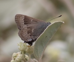 Satyrium saepium caliginosum