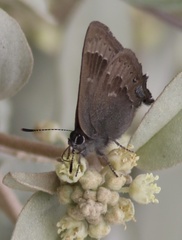 Satyrium saepium caliginosum