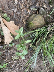 Veronica anagallis-aquatica