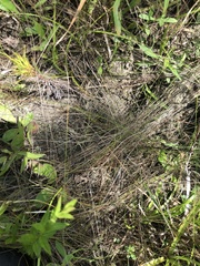 Eleocharis tenuis verrucosa