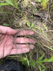 Eleocharis tenuis verrucosa