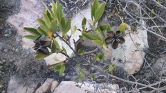 Kageneckia lanceolata