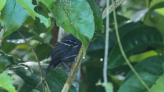 Myrmoborus melanurus
