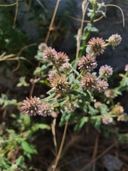 Pterocaulon redolens