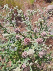 Pterocaulon redolens