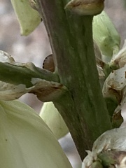 Holcostethus limbolarius