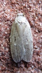 Agonopterix curvilineella