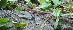 Anolis auratus