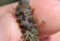 Ligia occidentalis