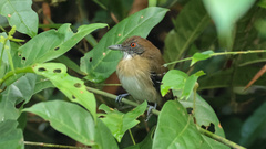 Myrmoborus melanurus