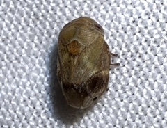 Clastoptera querci
