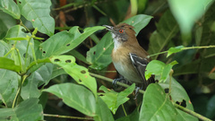 Myrmoborus melanurus