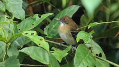 Myrmoborus melanurus